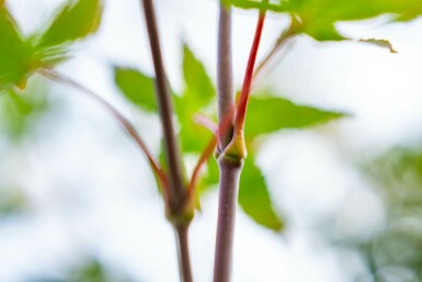 Acer palmatum 'Atropurpureum' meerstammig 200-250