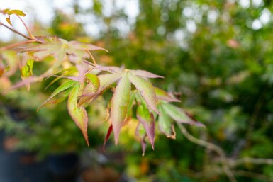 Acer palmatum 'Atropurpureum' meerstammig 200-250