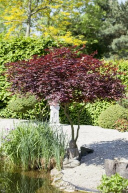 Acer palmatum 'Atropurpureum' meerstammig 200-250