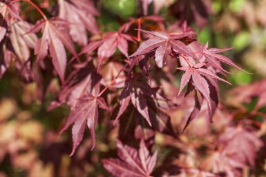 Acer palmatum 'Atropurpureum' meerstammig 200-250