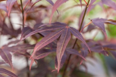 Acer palmatum 'Atropurpureum' meerstammig 200-250