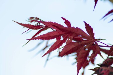 Japanse esdoorn Acer palmatum 'Bloodgood' Meerstammig Acer palmatum 'Bloodgood' meerstammig