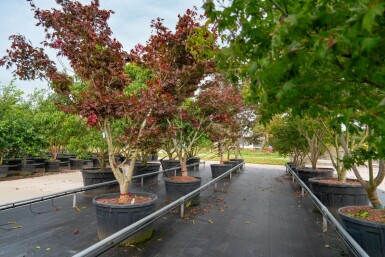 Acer palmatum 'Bloodgood' meerstammig 400-450