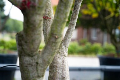 Acer palmatum 'Bloodgood' meerstammig 400-450