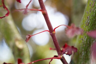 Acer palmatum 'Bloodgood' meerstammig 400-450