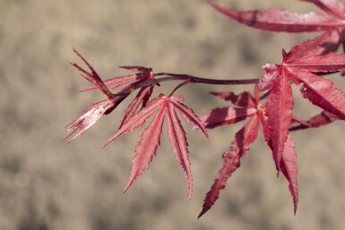 Acer palmatum 'Bloodgood' meerstammig 400-450