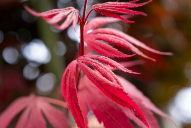 Acer palmatum 'Bloodgood' meerstammig 400-450