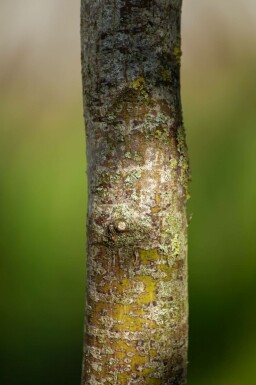 Acer palmatum 'Bloodgood' meerstammig 400-450