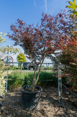 Acer palmatum 'Bloodgood' meerstammig 400-450