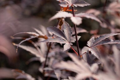 Acer palmatum 'Bloodgood' meerstammig 400-450