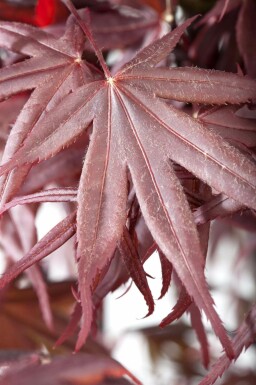 Acer palmatum 'Bloodgood' meerstammig 400-450