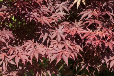 Acer palmatum 'Bloodgood' meerstammig 400-450