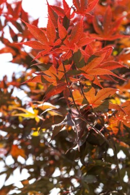 Acer palmatum 'Bloodgood' meerstammig 400-450