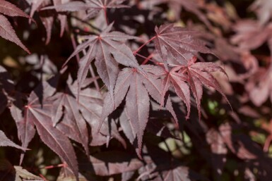Acer palmatum 'Bloodgood' meerstammig 400-450