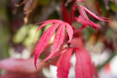 Acer palmatum 'Bloodgood' meerstammig 400-450
