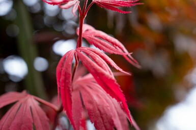 Acer palmatum 'Bloodgood' meerstammig 400-450