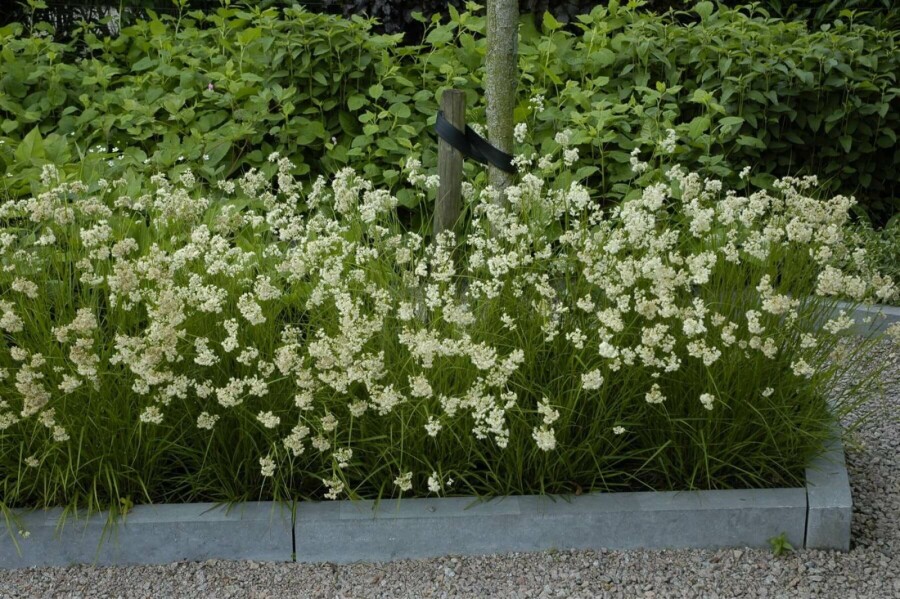 Veldbies Luzula nivea 5-10 Pot P9 Luzula nivea