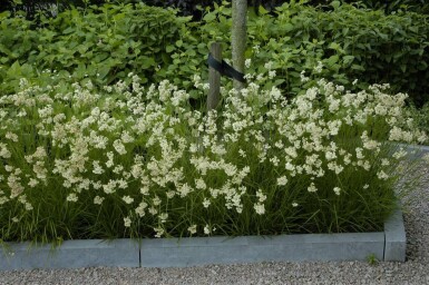 Veldbies Luzula nivea 5-10 Pot P9 Luzula nivea