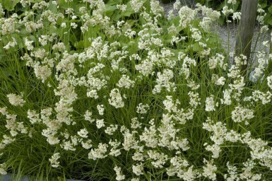 Veldbies Luzula nivea 5-10 Pot P9 Luzula nivea