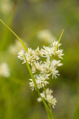 Veldbies Luzula nivea 5-10 Pot P9 Luzula nivea