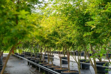 Acer palmatum 'Ôsakazuki' meerstammig 250-300