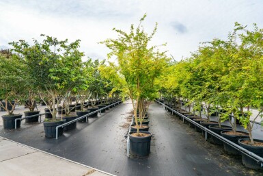 Acer palmatum 'Ôsakazuki' meerstammig 250-300
