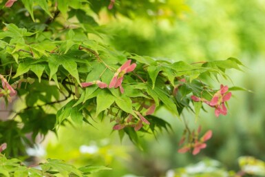 Acer palmatum 'Ôsakazuki' meerstammig 250-300