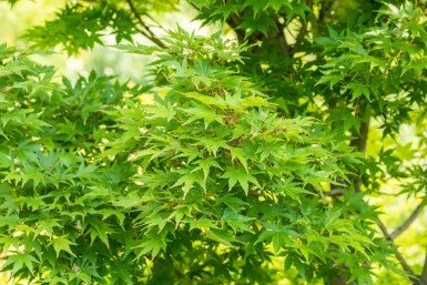 Acer palmatum 'Sangokaku' meerstammig 200-250
