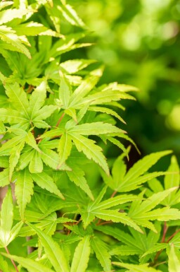 Acer palmatum 'Sangokaku' meerstammig 200-250
