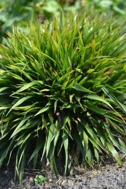 Ruige veldbies Luzula pilosa 'Igel' 5-10 Pot P9 Luzula pilosa 'Igel'