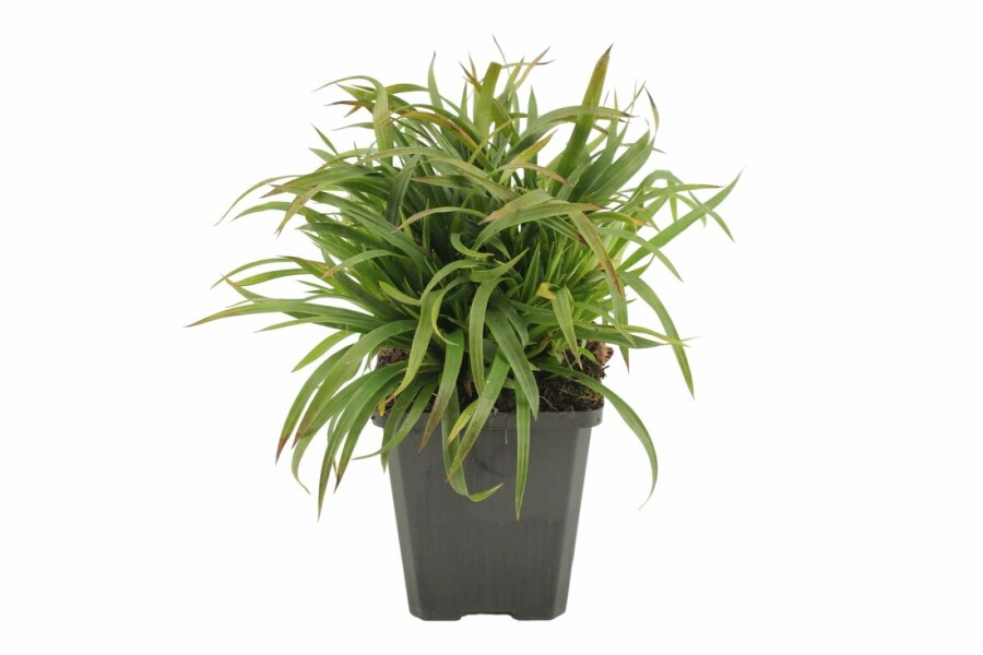 Ruige veldbies Luzula pilosa 'Igel' 5-10 Pot P9 Luzula pilosa 'Igel'