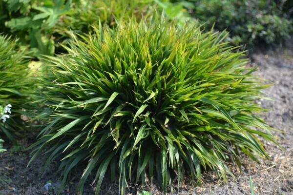 Ruige veldbies Luzula pilosa 'Igel' 5-10 Pot P9