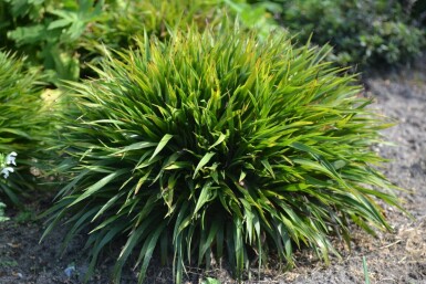 Ruige veldbies Luzula pilosa 'Igel' 5-10 Pot P9 Luzula pilosa 'Igel'