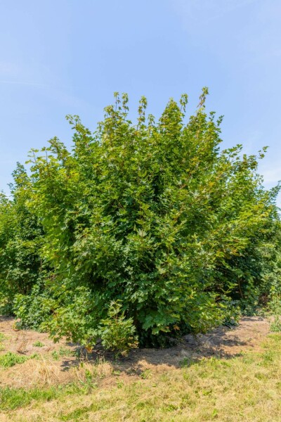 Acer platanoides meerstammig 200-250