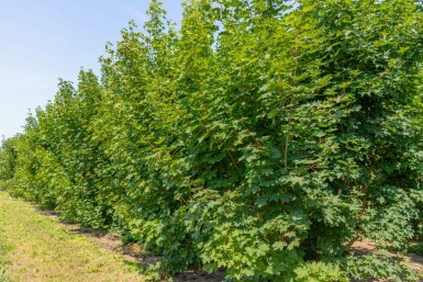 Noorse esdoorn Acer platanoides Meerstammig Acer platanoides meerstammig