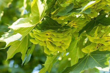 Acer platanoides meerstammig 200-250