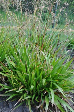 Grote veldbies Luzula sylvatica 5-10 Pot P9 Luzula sylvatica