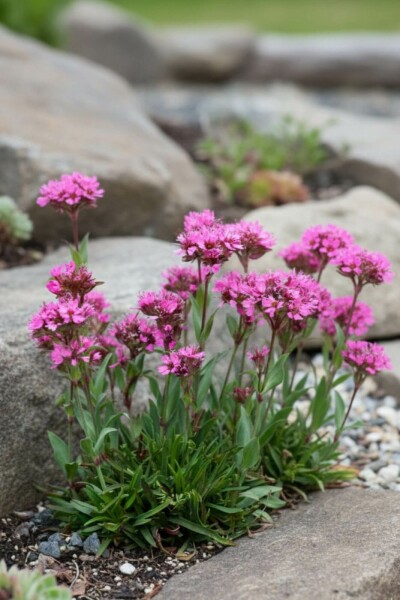 Lychnis alpina 'Rosea'