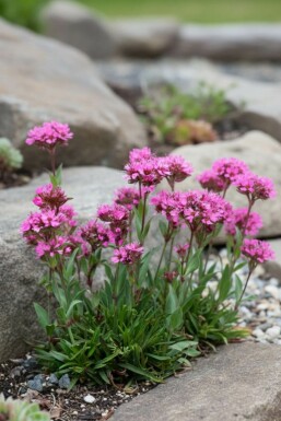 Koekoeksbloem Lychnis alpina 'Rosea' 5-10 Pot P9 Lychnis alpina 'Rosea'