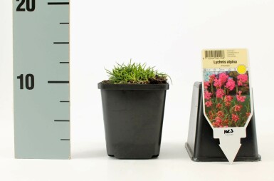 Koekoeksbloem Lychnis alpina 'Rosea' 5-10 Pot P9 Lychnis alpina 'Rosea'