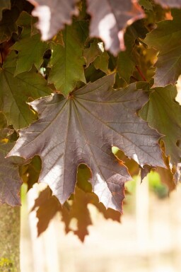 Roodbladige Noorse esdoorn Acer platanoides 'Crimson Sentry' Halfstam stamhoogte 120 P Acer platanoides 'Crimson Sentry' halfstam 120cm stam