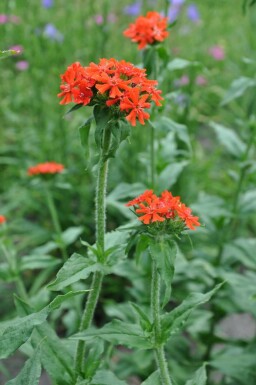 Brandende liefde Lychnis chalcedonica 5-10 Pot P9 Lychnis chalcedonica