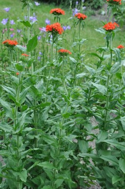 Brandende liefde Lychnis chalcedonica 5-10 Pot P9 Lychnis chalcedonica