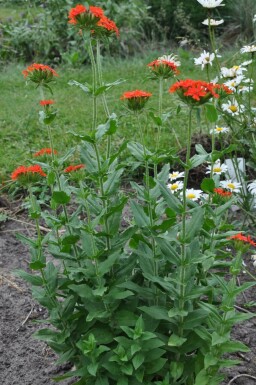 Brandende liefde Lychnis chalcedonica 5-10 Pot P9 Lychnis chalcedonica