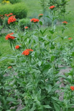 Brandende liefde Lychnis chalcedonica 5-10 Pot P9 Lychnis chalcedonica