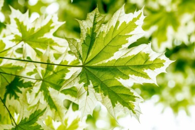 Acer platanoides 'Drummondii' hoogstam 4/6 (spil)