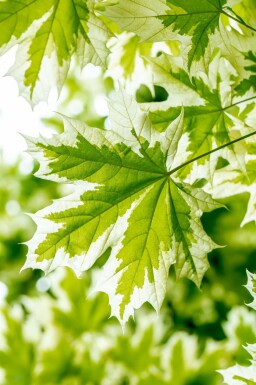 Acer platanoides 'Drummondii' hoogstam 4/6 (spil)