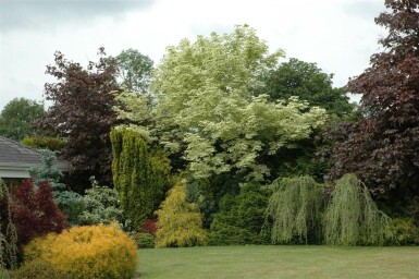 Acer platanoides 'Drummondii' hoogstam 4/6 (spil)