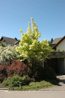 Acer platanoides 'Drummondii' hoogstam 4/6 (spil)