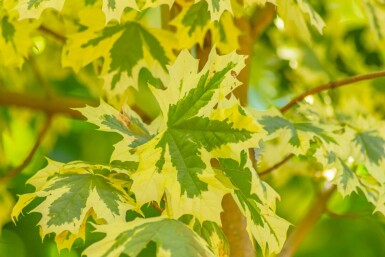 Acer platanoides 'Drummondii' hoogstam 4/6 (spil)